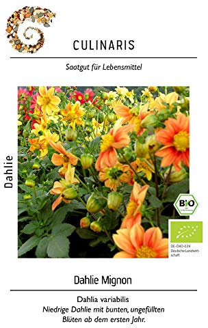 Culinaris 038 Dahlie Mignon (Bio-Dahliensamen)