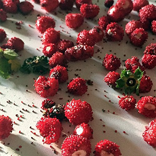 Palm Beach Medicinal Herbs - Woodland Wild Strawberry (Fragaria vesca) - Packet of 100 Seeds