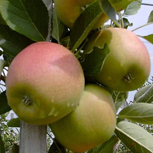 Braeburn Winterapfel Apfelbaum Zwergbaum klein bleibend 7,5 Liter Topfballen