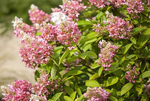 Rispenhortensie Hydrangea paniculata Pink Diamond 40-60 cm winterhart | Rosa Blütenrispen, sonnig bis halbschattig, schnittverträglich, ideal für Beet, Kübel und Bauerngarten