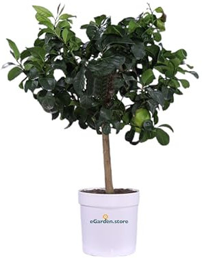 Pianta di Agrume Nano diverse varietà Albero di Agrume innesto basso Albero nano pianta ornamentale pianta vera venduta da eGarden.store (Limone Lunario)