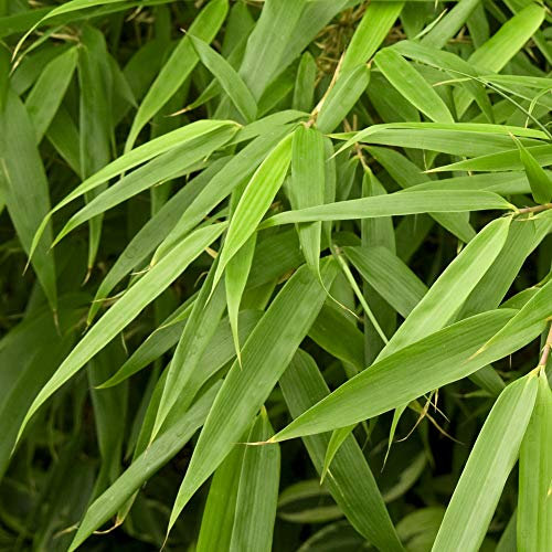 Fargesia Bamboo Hardy Outdoor Ornamental Flowering Garden Evergreen Pot Plants (Rufa) (30-40cm (Incl. Pot))