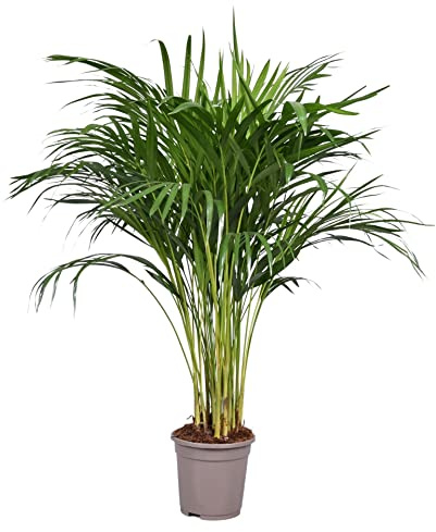 DECOALIVE Palmera de Salón Dypsis Lutescens Buen Tamaño Planta Natural de Interior Palma Areca