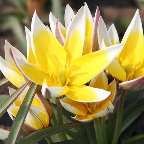 Botanische Niedriege Tulpen Tulpenzwiebeln Onion Farbe Sorte zur Auswahl Knollen winterhart mehrjährig Tulpe (Tarda 5 Stk.)