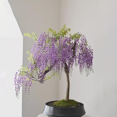 Semillas resistentes de glicina - balcón trepadoras jardín exteriores colgantes perennes 20pcs