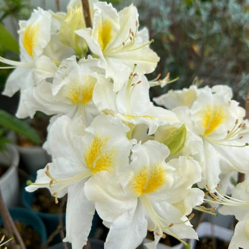 semi di rododendro, arbusti a crescita rapida resistenti di azalea, resistenti di antiche varietà, balcone 85pcs