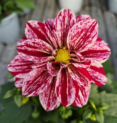 POWERS TO FLOWERS - DALIA A FIORE PRIMAVERA, 3 PIANTE, VASO 12 CM DIAMETRO, pianta vera