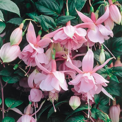 Bedwen Fuchsia 'Pink Galore' 9cm Plant x2 – Trailing Double Pink Flowers for Romantic Hanging Baskets