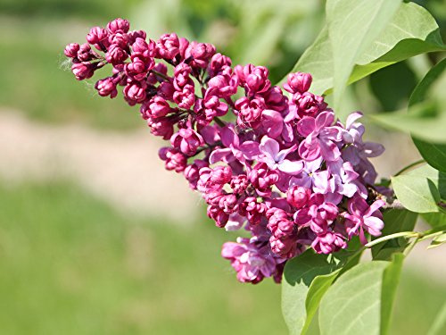 Flieder lila Blüte 'Charles Joly' - Syringa vulgaris Charles Joly Containerware - 60-100 cm - Garten von Ehren®