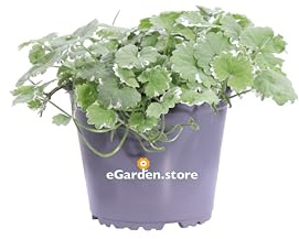 Pianta di Glechoma Hederacea Variegata o Edera Terrestre pianta ornamentale da esterno foglie variegate pianta vera fiore lilla venduta da eGarden.store