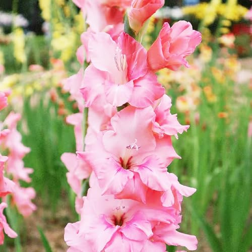 gladiolen winterharte balkonpflanzen gewächshaus balkon pflanzendeko kräutergarten topfpflanzen winterharte kübelpflanzen dekopflanzen pflanztöpfe gartenblumen zimmerpflanzen Gladiolus 30zwiebeln