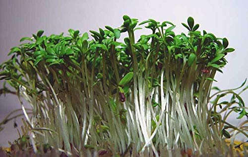 Portal Cool 5G (APPR. 1800) Semi di crescione da Giardino Lepidium Sativum Verdi pregiati Molto salutare