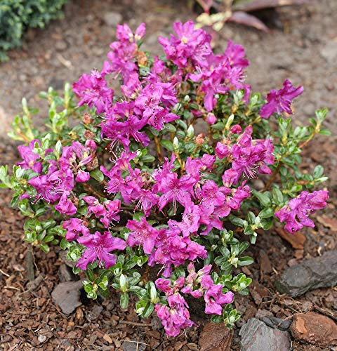 Kriech und Zwerg Rhododendron Select 25-30cm - Rhododendron radistrotum - lebende Gartenpflanze aus den Baumschulen