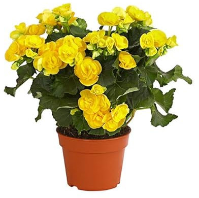 Begonia Hiemalis |DECOALIVE | Colores Mixtos |Flores Naturales