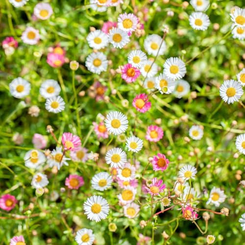 Bio Spanisches Gänseblümchen 'Blütenmeer' weiß, Topf 11x11 cm, 3 Pflanzen