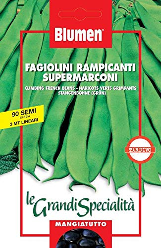 Grüne Bohnen Kletterpflanzen Supermarconi