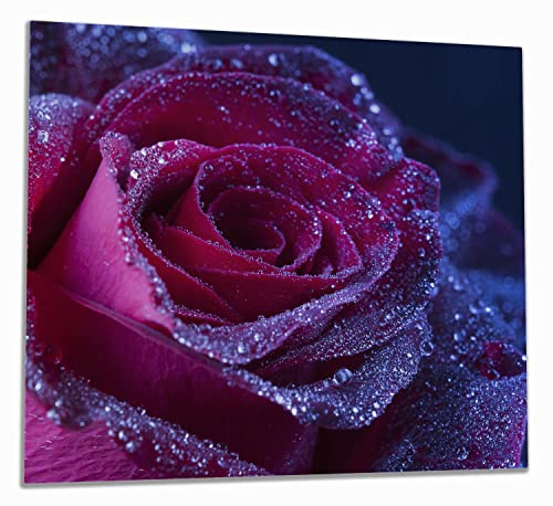 Wallario Herdabdeckplatte/Spritzschutz aus Glas, 1-teilig, 60x52cm, für Ceran- und Induktionsherde, Rote Rosenblüte im Regen