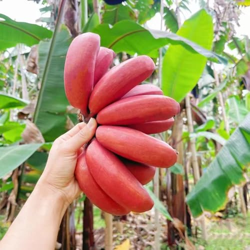 platanero - plátanos de jardín de rocas semillas plátano raros resistentes jardín espaldera 350semillas