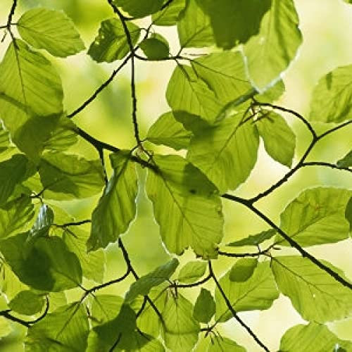 Fagus Sylvatica - European Beech 50 Tree Seeds.