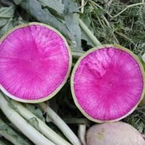 kiskick 100 Stück/Beutel Rettichsamen, essbare, gentechnikfreie, grüne, mehrjährige Gartensämlinge für den Bauernhof, bauen Sie Ihren eigenen Kräutergarten an Karottensamen