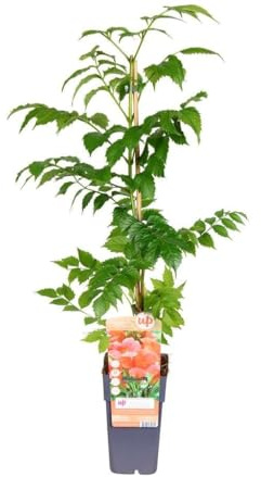 Garden Center Shop | Plantas Trepadoras Naturales | Bignonia, Wisteria, Jazmín Estrella, Madreselva, Passiflora, Hiedra y Parra Virgen | Plantas Exteriores para Pérgolas y Muros (Bignonia flamenco)