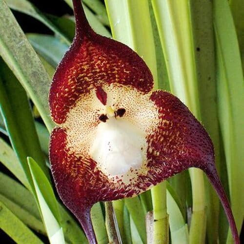 80 semi di orchidea con faccia di scimmia
