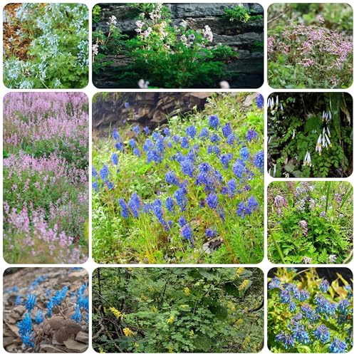 delphinium, semi di delphinium di selvatici esotici decorazione organica per balcone semi tappezzanti resistenti al freddo resistenti 400semi