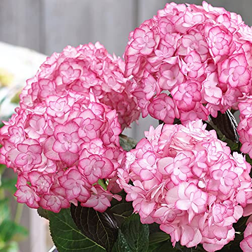 Mophead Hydrangea macrophylla Miss Saori Outdoor Hardy Garden Shrub Plant in Pot (9cm Pot, 15-30cm)