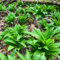 semi di aglio orsino biologico - Allium ursinum - resistente tappezzante vecchie varietà piante coltivazione decorazioni da balcone erbe aromatiche 200pcs