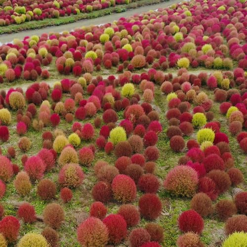 semi di kochia scoparia perenni resistenti cipresso estivo per esterno resistenti all'inverno verdi da appartamento 300pcs