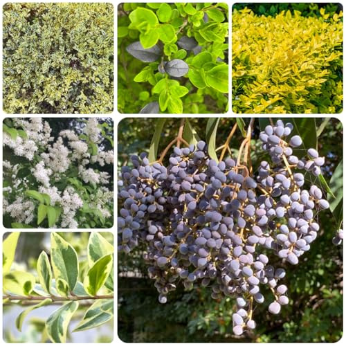 ligustro sempreverde semi di tappezzanti Ligustrum lucidum da siepe sempreverdi mini giardino rialzato da interno appartamento che purificano l'aria ufficio 250semi