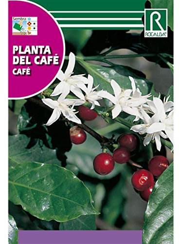 Semillas de Planta del café