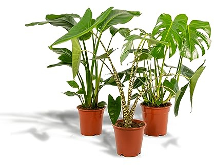 La Green Touch - Trio Strelitzia Nicolai, Monstera et Alocasia h80cm - Plante d'intérieur - Pot 19cm, Hauteur 80 cm