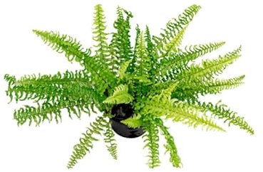 Helecho de Interior Planta Natural Colgante Sinónimo de Tranquilidad