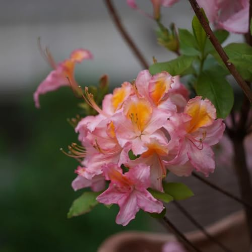semillas de rododendro - resistente perenne 250pcs