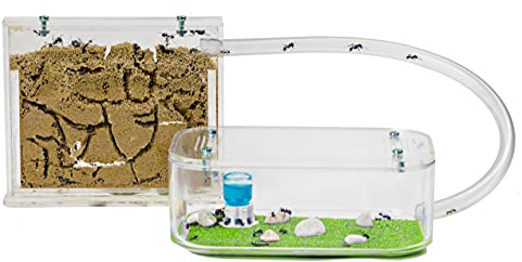 AntHouse - Fourmilière Naturelle en Sable | Kit Basic (Sandwich + Caisse de Fourrage) | Fourmis Incluses
