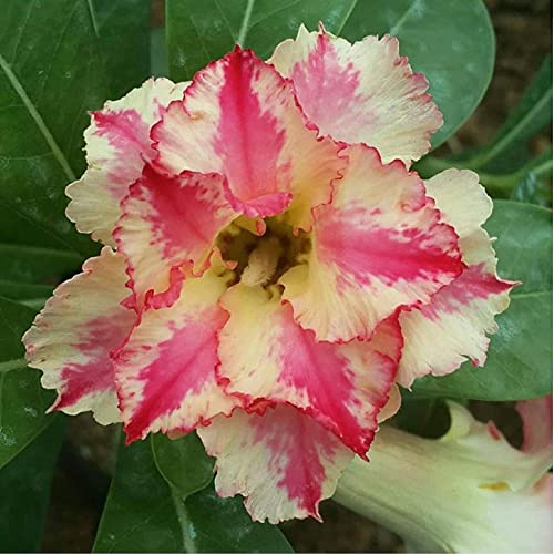 Rosa del deserto/Große Blütenpflanzen sind Exquisit mit Engen Blütenblättern/Specie RARA Decorazione del giardino Della gioventù-1,4bulbi