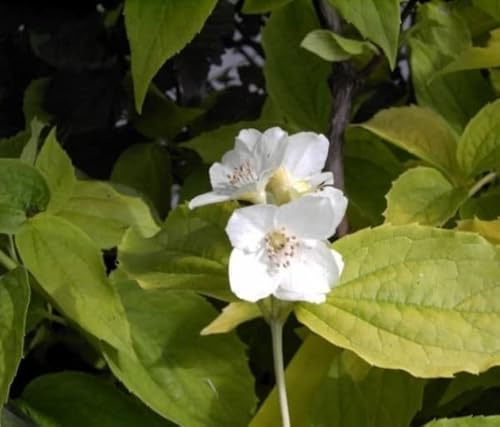 Gelber Europäischer Pfeifenstrauch - Falscher Jasmin - Philadelphus coronarius Aureus