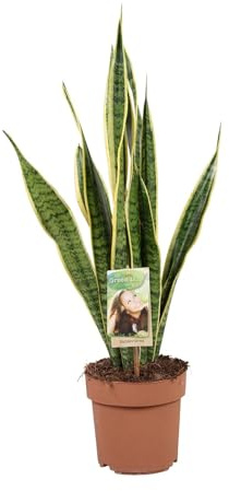 Sansevieria trifasciata Laurentii - 45-55cm - Ø17cm - Zimmerpflanze - Immergrün - Kakteen und Sukkulenten
