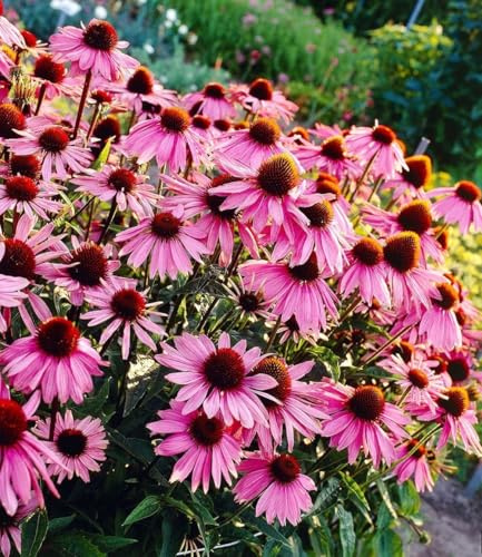BALDUR Garten 9x Echinacea purpurea, Pflanzen im 9x9 cm-Topf | Purpuroter Sonnenhut, 4-6 Pflanzen pro Quadratmeter, winterharte Staude, mehrjährig, blühend