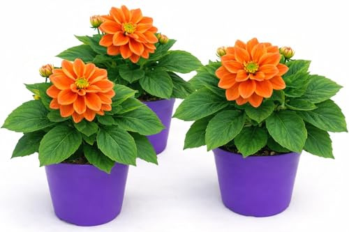 POWERS TO FLOWERS - DALIA A FIORE ARANCIONE, 3 PIANTE, VASO 12 CM DIAMETRO, pianta vera