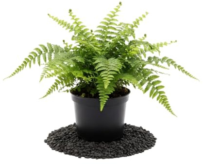Nephrolepis Exaltata Helecho Espada en Maceta 12 cm DECOALIVE, Planta Viva 25 cm de Aspecto Tropical