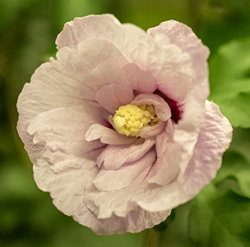 Hibiscus syriacus 'Pink Chiffon' 40-50 cm – Winterhart, Mehrjährig, Pflegeleicht – Roseneibisch – Blütenstrauch für Garten & Kübel