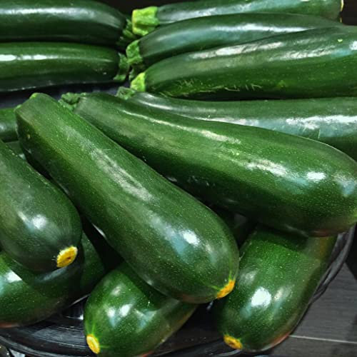 Zucchini Courgette F1 Darko Vegetable Seeds - Spring/Summer Sowing - 12 Seeds