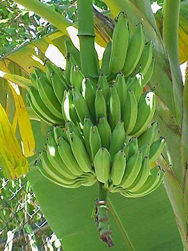 Dessertbanane (Musa × paradisiaca) 10 Samen