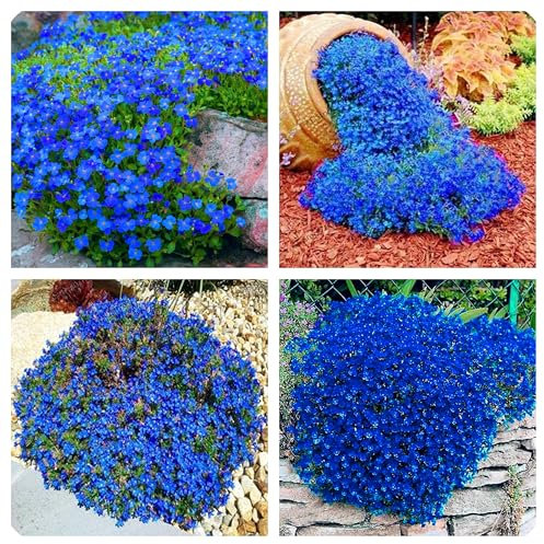 Semi Di Aubrieta Crescione, Seme Aubretia fiori Perenni per Giardino Roccioso, Resistenti al Freddo, 500 Semi, Aubrieta seeds (blu)