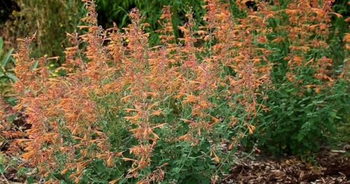 Agastache aurantiaca Apricot Sprite - Agastache dorée, vivace