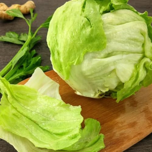 semi di insalata - semi di per da appartamento balcone insalata, lattuga a foglia larga resistenti in vaso biologici, varietà antiche per gli 100pcs