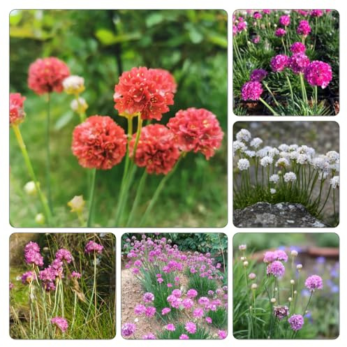 semi Armeria marittima - balcone giardino rampicante di al 350pcs