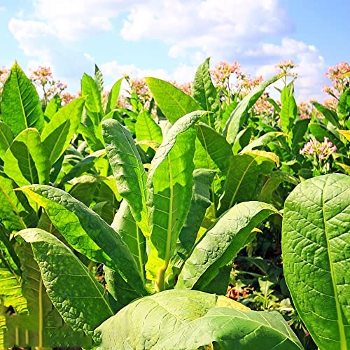 semi di tabacco - in vaso giardino biologiche arredamento del soggiorno interno d'appartamento esotiche 55pcs